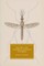 Malaria and Victorian Fictions of Empire