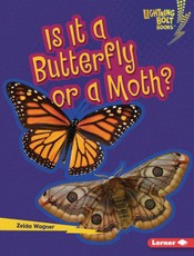 Is It a Butterfly or a Moth?