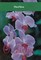 Orchidėjos (Mano namai)