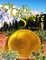 The Gold Sphere Screenplay