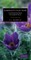 Mabberley's Plant-book