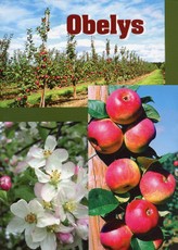 Obelys