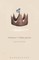 Nabokov's Shakespeare