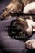 The Dogs of Babel