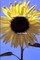 Sunflower Sky
