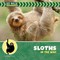 Sloths in the Wild