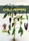 Chilli Peppers
