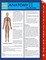Anatomy II (Human) (Speedy Study Guides)