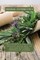 Herbal Antibiotics