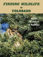 Finding Wildlife In Colorado