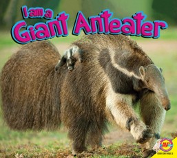 Giant Anteater