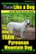 Pyrenean Mountain Dog, Pyrenees Mountain Dog Training - Think Like a Dog But Don't Eat Your Poop!
