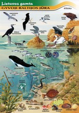 Gyvoji Baltijos jūra (A 4)