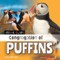 Congregation of Puffins