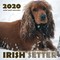 Irish Setter 2020 Mini Wall Calendar
