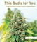 This Bud's for You