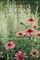 The Book of Herbal Wisdom
