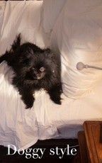 doggy style cuteness journal