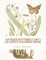 Antique Butterfly Art I: An Adult Coloring Book