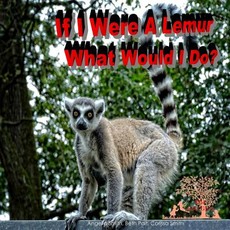 If I Were A Lemur