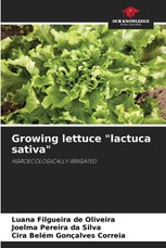Growing lettuce "lactuca sativa"