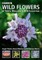 Common Wild Flowers of Table Mountain & Silvermine