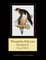 Peregrine Falcons