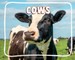 Cows