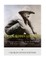 The California Gold Rush