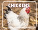Chickens