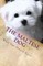 The Maltese Dog