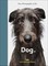 New Photography of the Dog