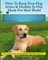 How To Keep Your Dog Active & Healthy In Our Made For Man World