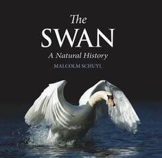 The Swan