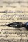 The Poetry Of Amy Lowell