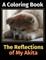 The Reflections of My Akita