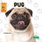 Pug