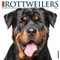 Just Rottweilers 2022 Wall Calendar (Dog Breed)