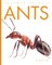 Ants