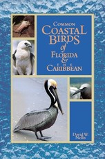 Common Coastal Birds of Florida & the Caribbean