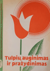 Tulpių auginimas ir pražydinimas