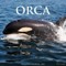 Orca (Journey with The) 2022 Wall Calendar