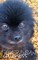 Pomeranian Cutemess Journal