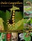 Owlet Caterpillars of Eastern North America