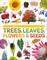 Trees, Leaves, Flowers & Seeds