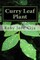Curry Leaf Plant