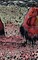 The Court of the Crimsion King