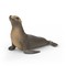 SCHLEICH WILD LIFE Jūrų liūtas