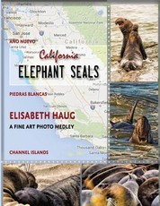 California Elephant Seals