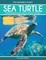 Sea Turtle